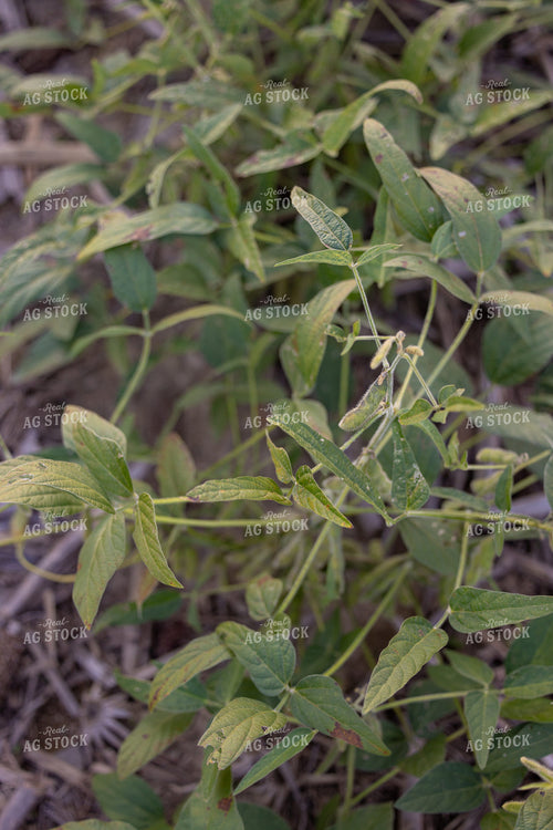 Soybean Field in Drought 233036