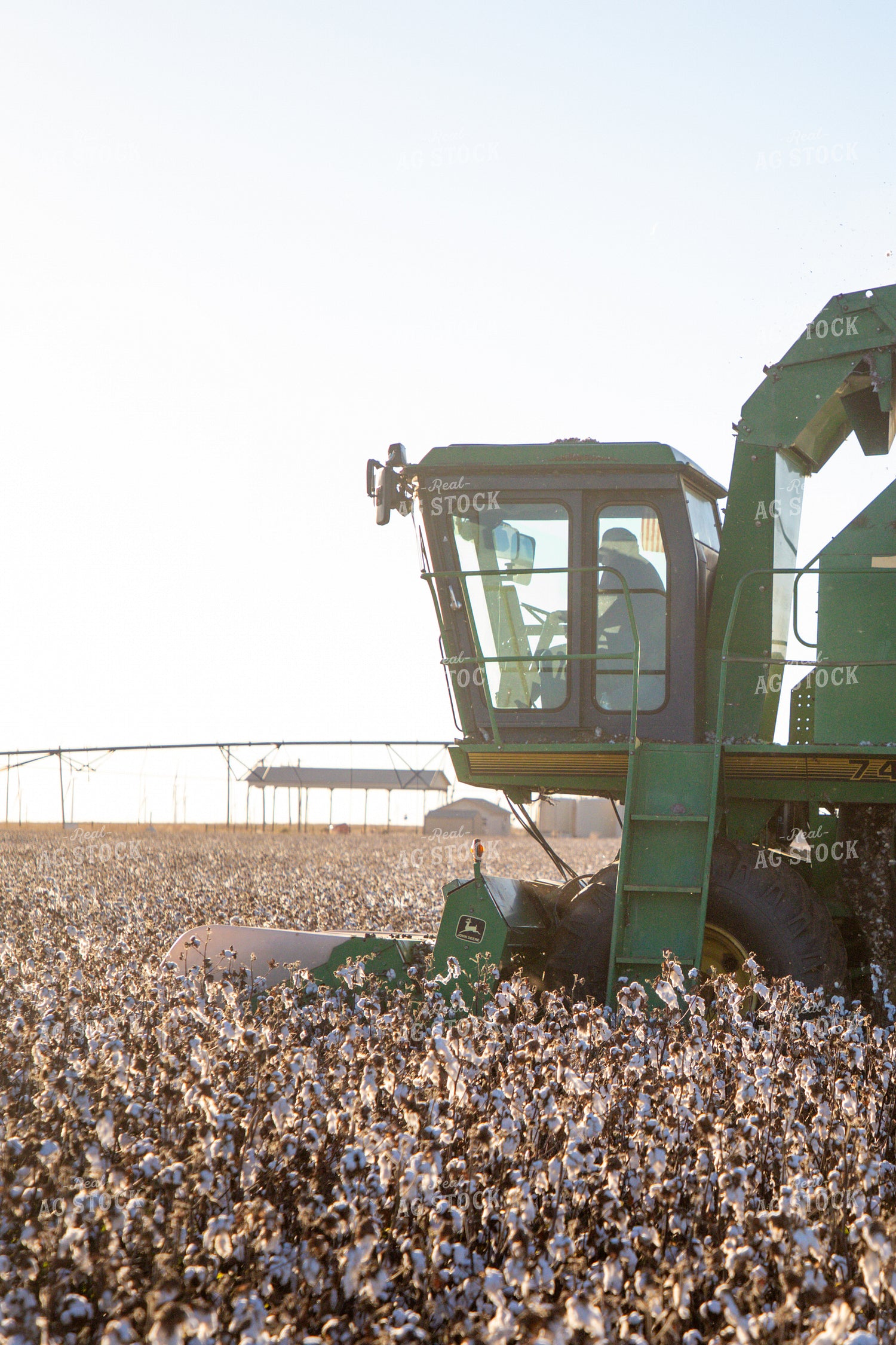 Cotton Harvest 208120
