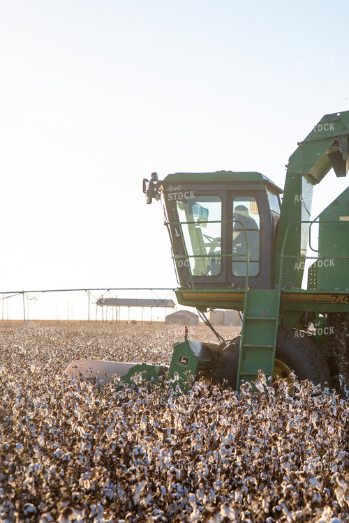 Cotton Harvest 208120