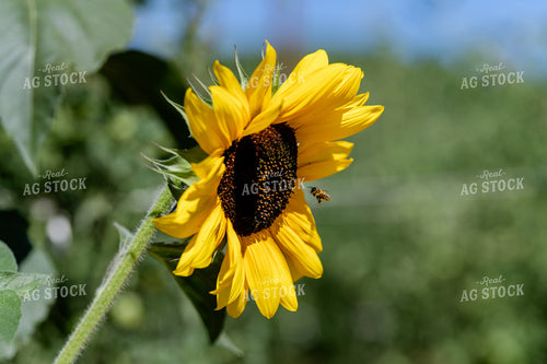 Head of a Sunflower 107016