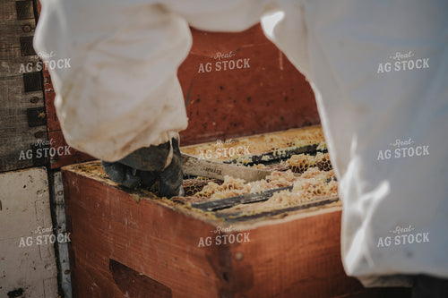 Beekeeper Removes Honeycomb Frame from Bee Hive Box 135002
