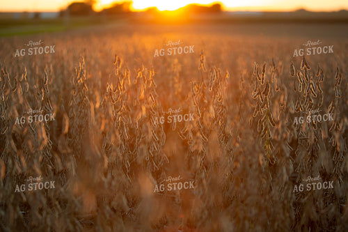 Soybeans - Dry 2493