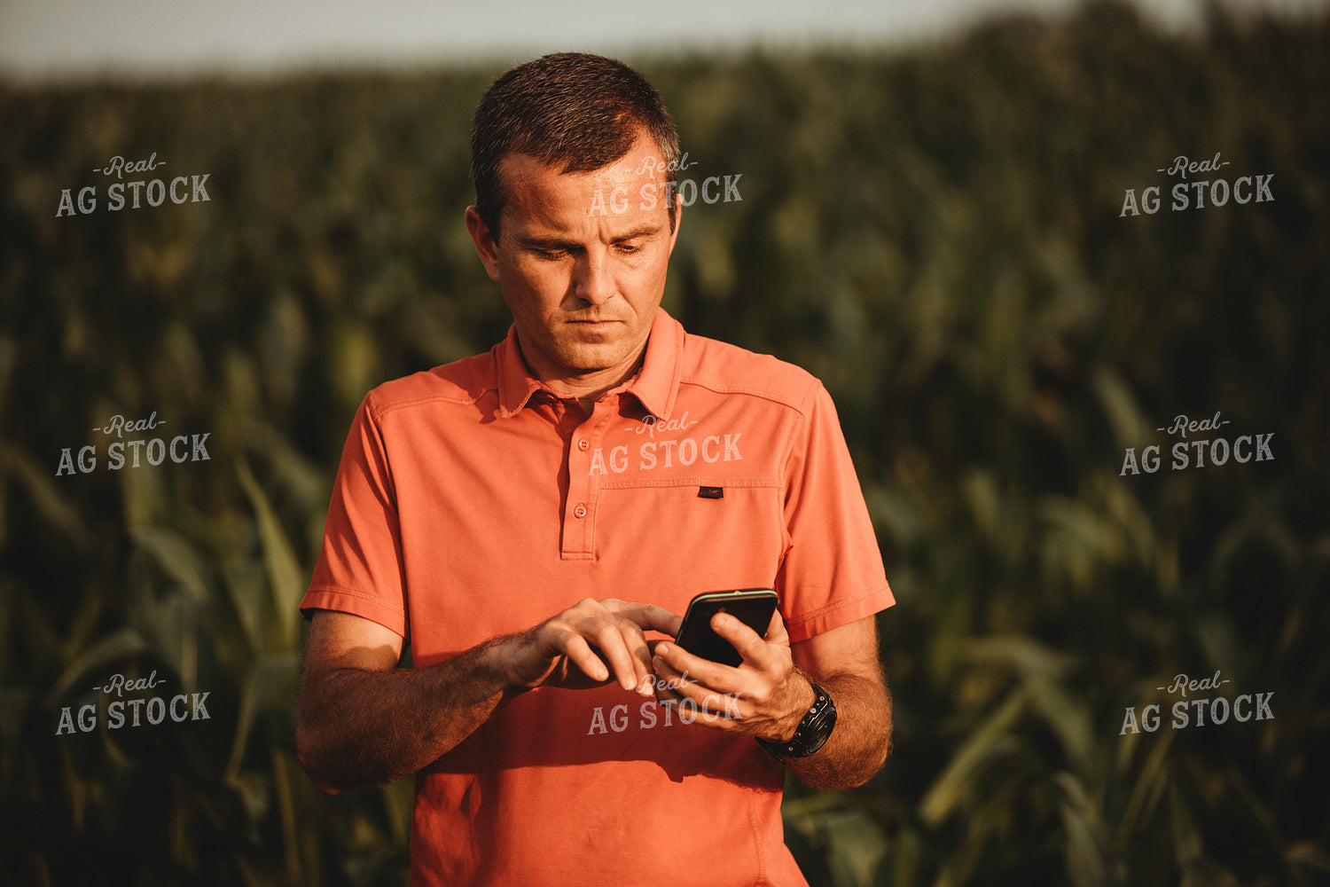Farmer Looking at Phone next to Corn Field 4549