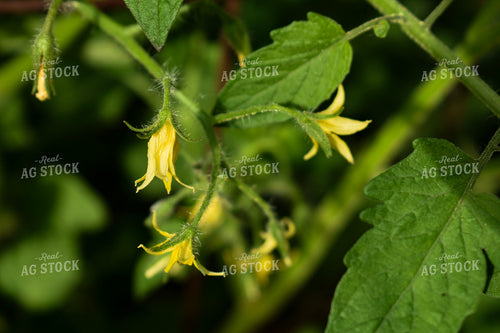 Tomato Flowers 156103