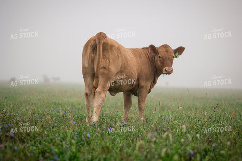 Limousin Cattle on Pasture 219136