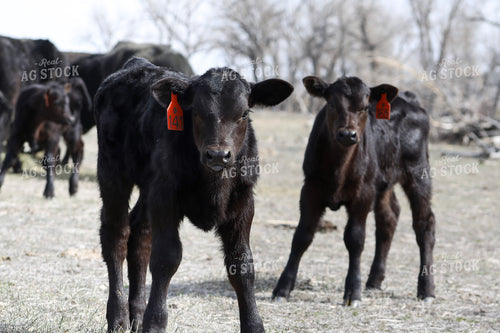 Angus Calves 117200