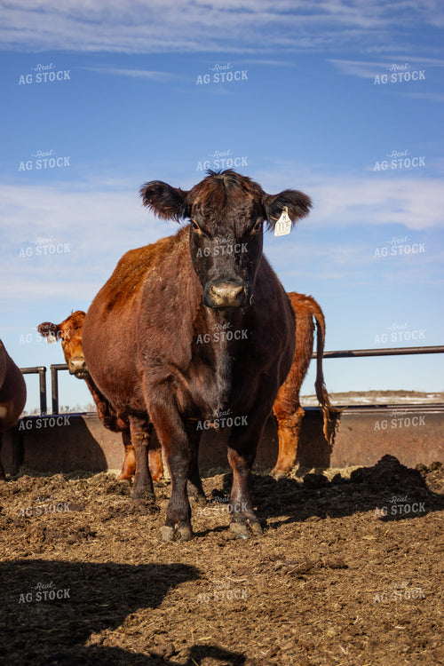 Pregnant Cow 155140