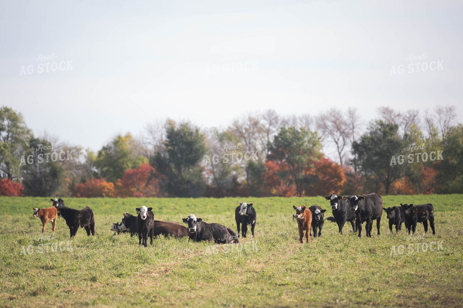 Cattle on Pasture 185034