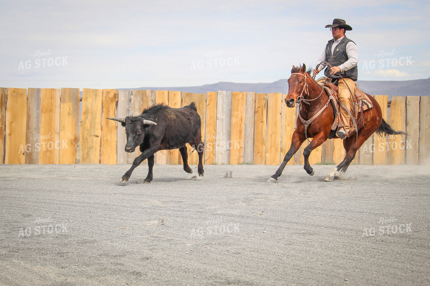 Male Rancher on Horse Chasing Cow 78061