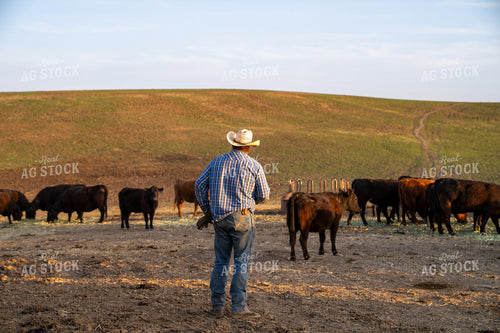Rancher Observing Herd of Cattle in Open Countryside During Sunset 65378