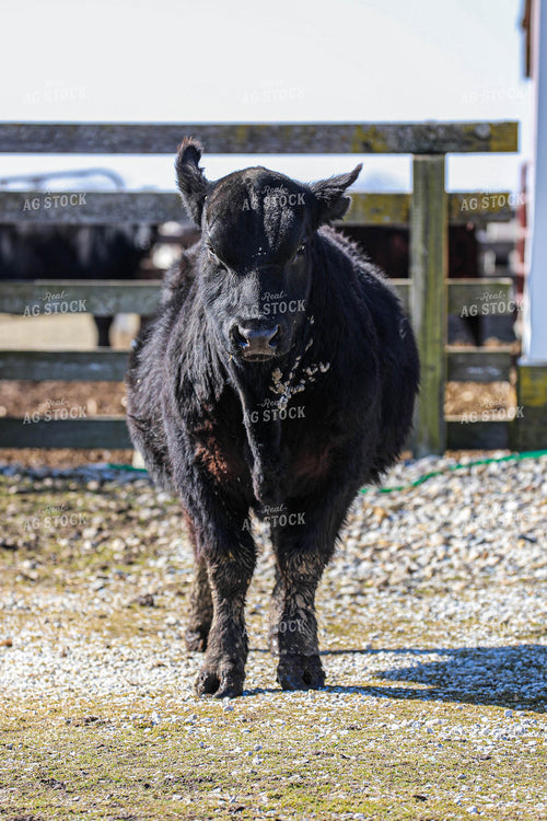 Cattle in Pen 160055