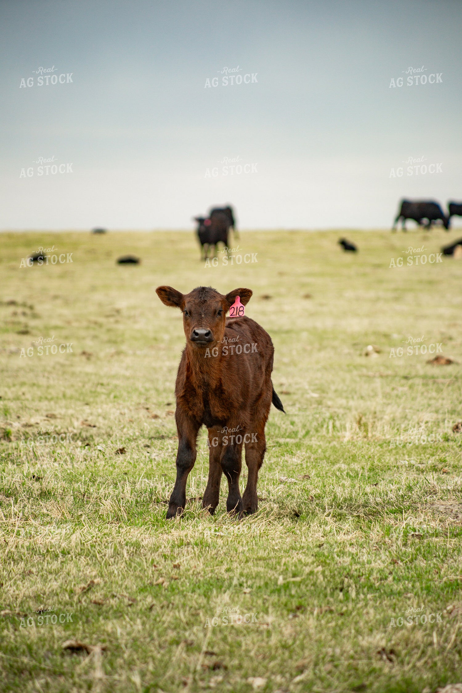Calf on Pasture 155682