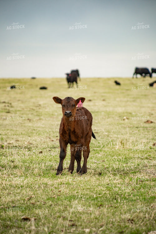 Calf on Pasture 155682