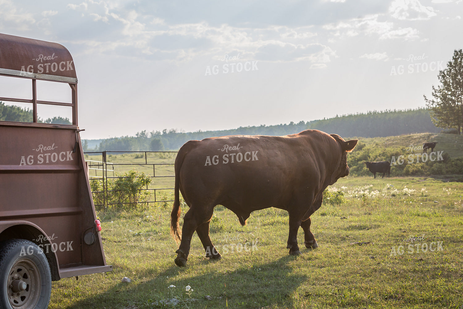 Moving Cattle 138064