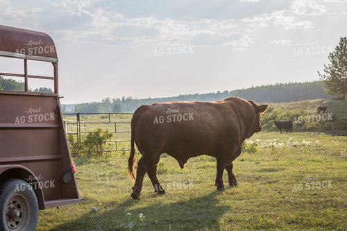 Moving Cattle 138064