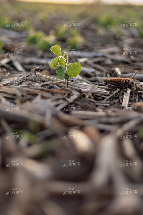 Early Season Soybeans 93283