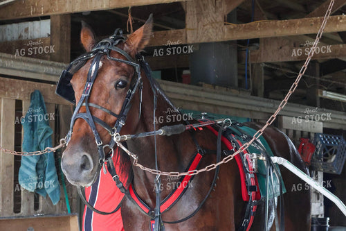 Harness Race Horse 109141