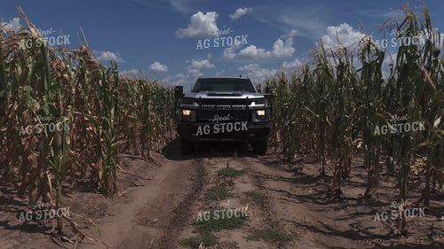 Driving Through Wind Damaged Corn 239370