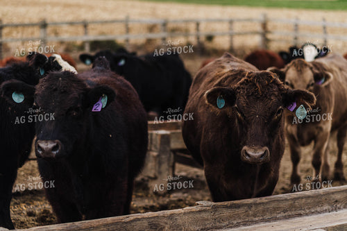 Beef Cattle 115107