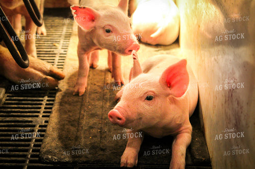 Piglets in Farrowing Pen 101001