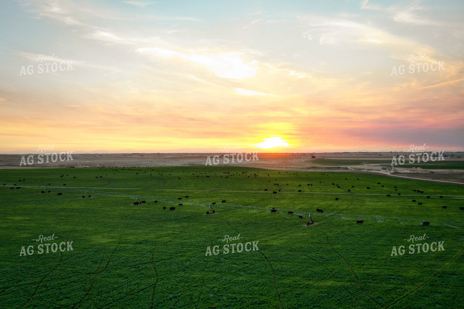 Cattle on Irrigated Pasture 56038