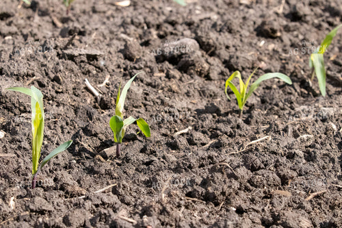 Early Growth Corn 257018