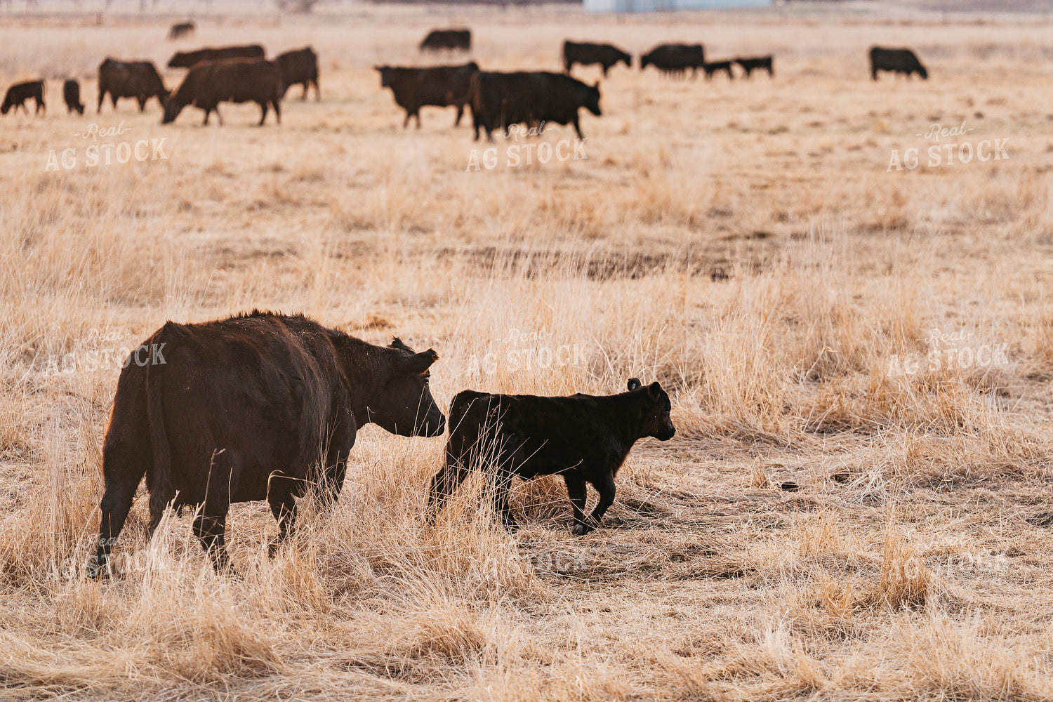 Cow Calf Pair on Pasture 68315
