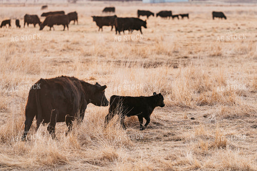 Cow Calf Pair on Pasture 68315