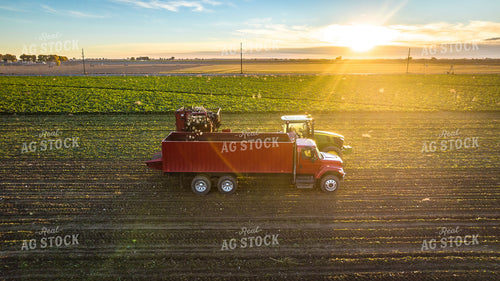 Sugar Beet Harvest 56559