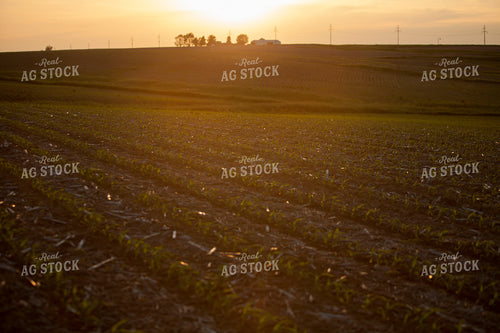Corn - Early Growth 1168
