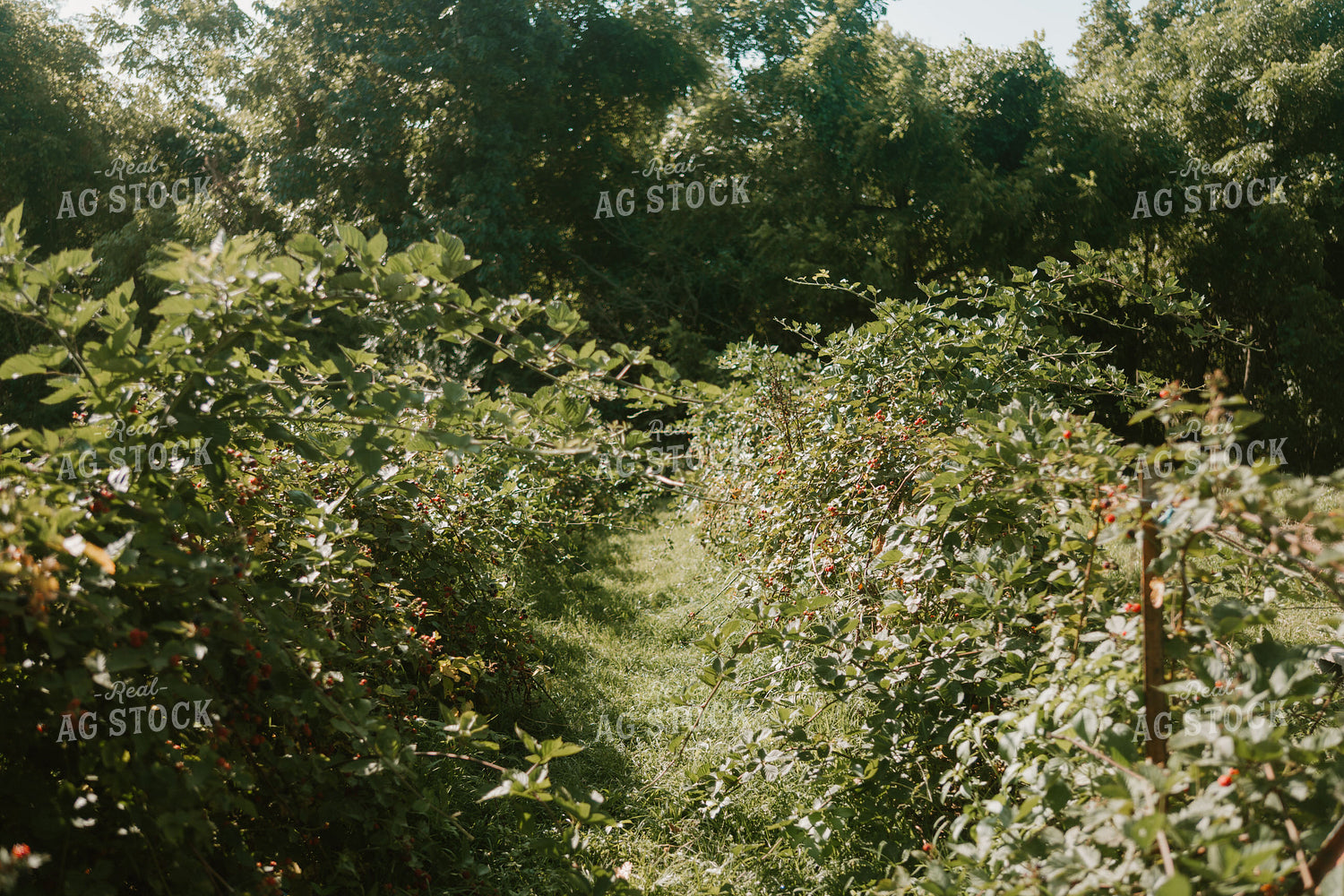 Blackberry Plants 125362