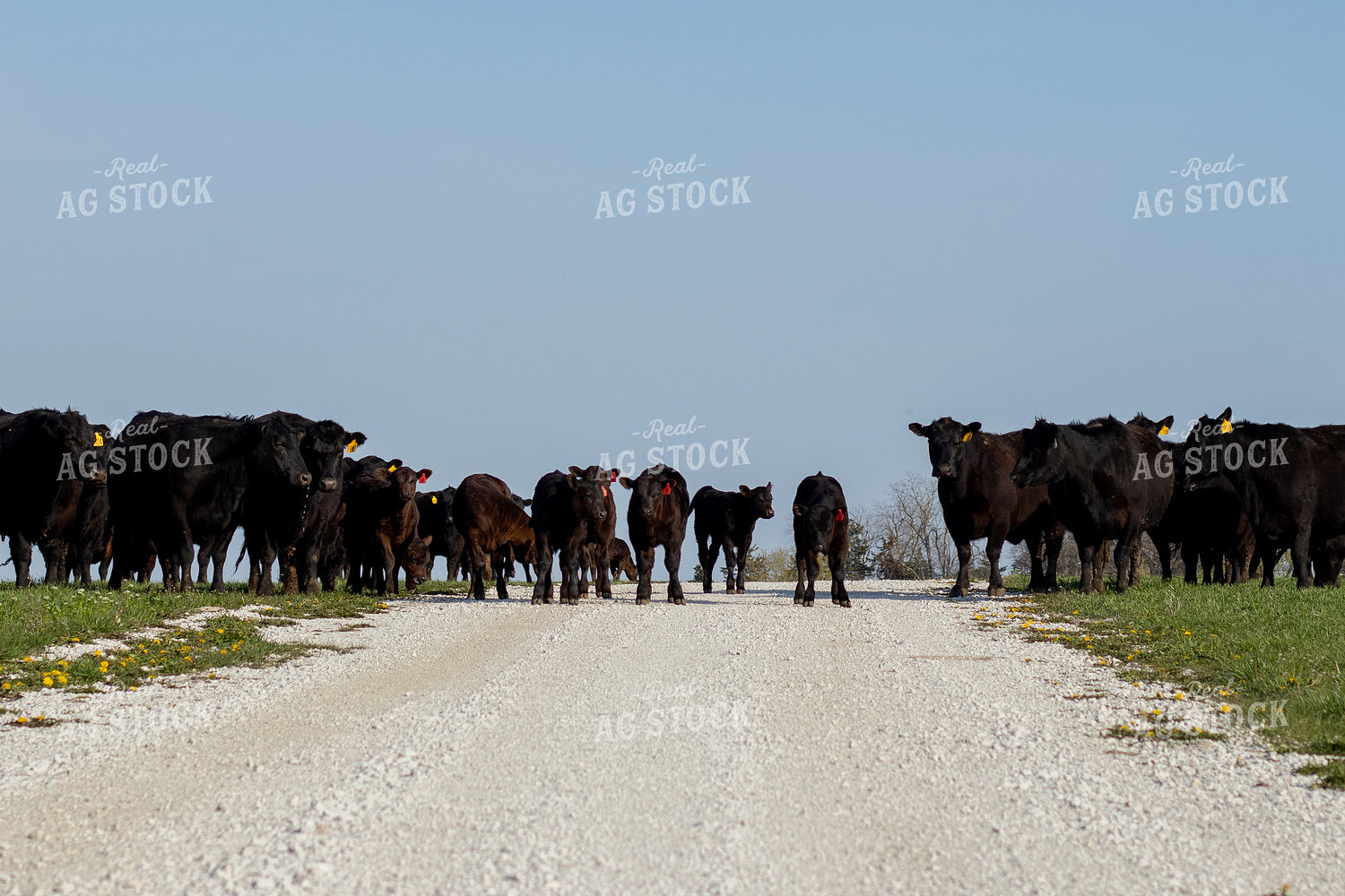 Black Angus Cows and Calves 67245