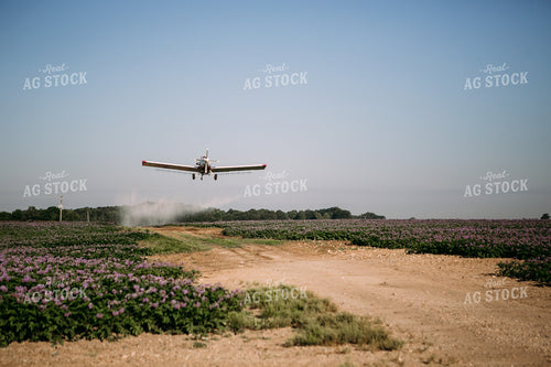 Crop Duster over Flowering Potato Field 169031