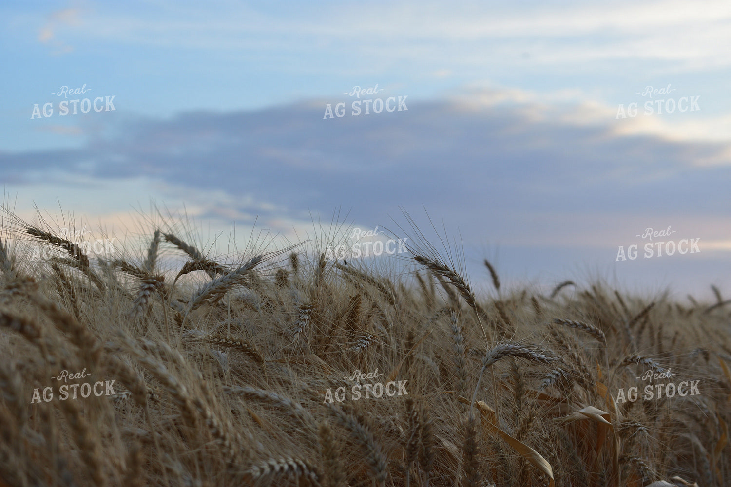 Wheat Field 144004