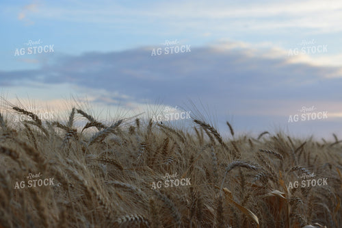 Wheat Field 144004