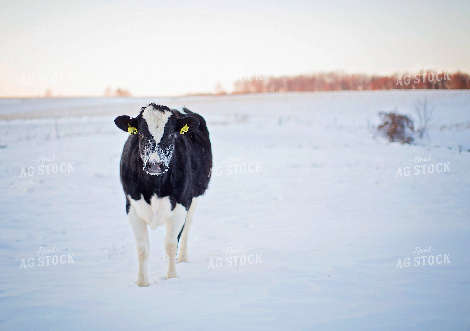 Holstein Cattle in Snow 55296