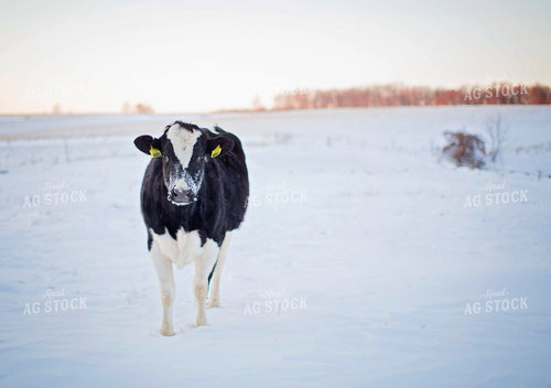 Holstein Cattle in Snow 55296