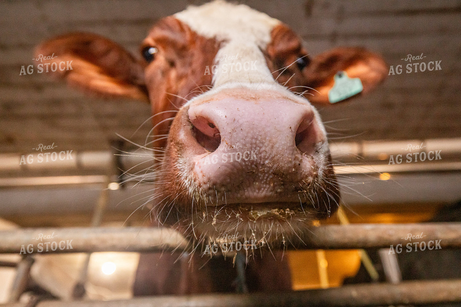 Red and White Holstein Close Up 270685