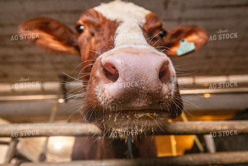 Red and White Holstein Close Up 270685