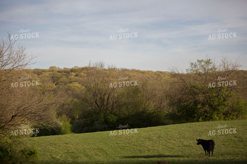 Cattle 1624