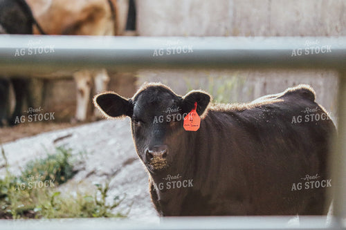 Black Angus Cow 173012