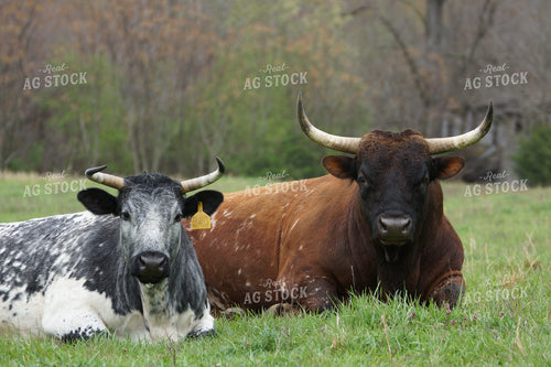 Cattle in Pasture 126006