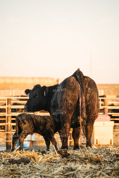 Cow Giving Birth to Calf 70129