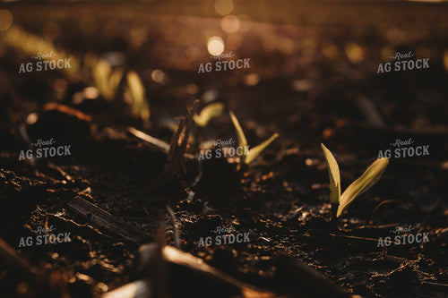 Stage V1 Corn in Dark, Wet Soil 4047