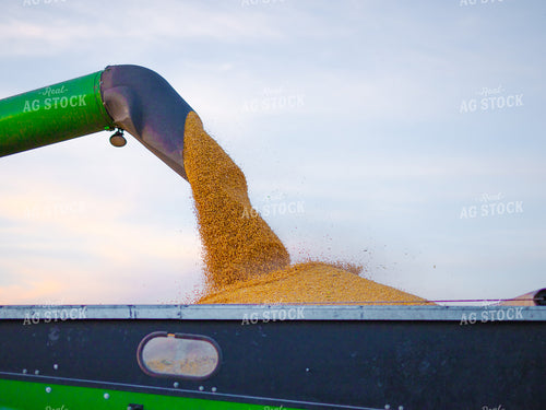 Corn Harvest 133023