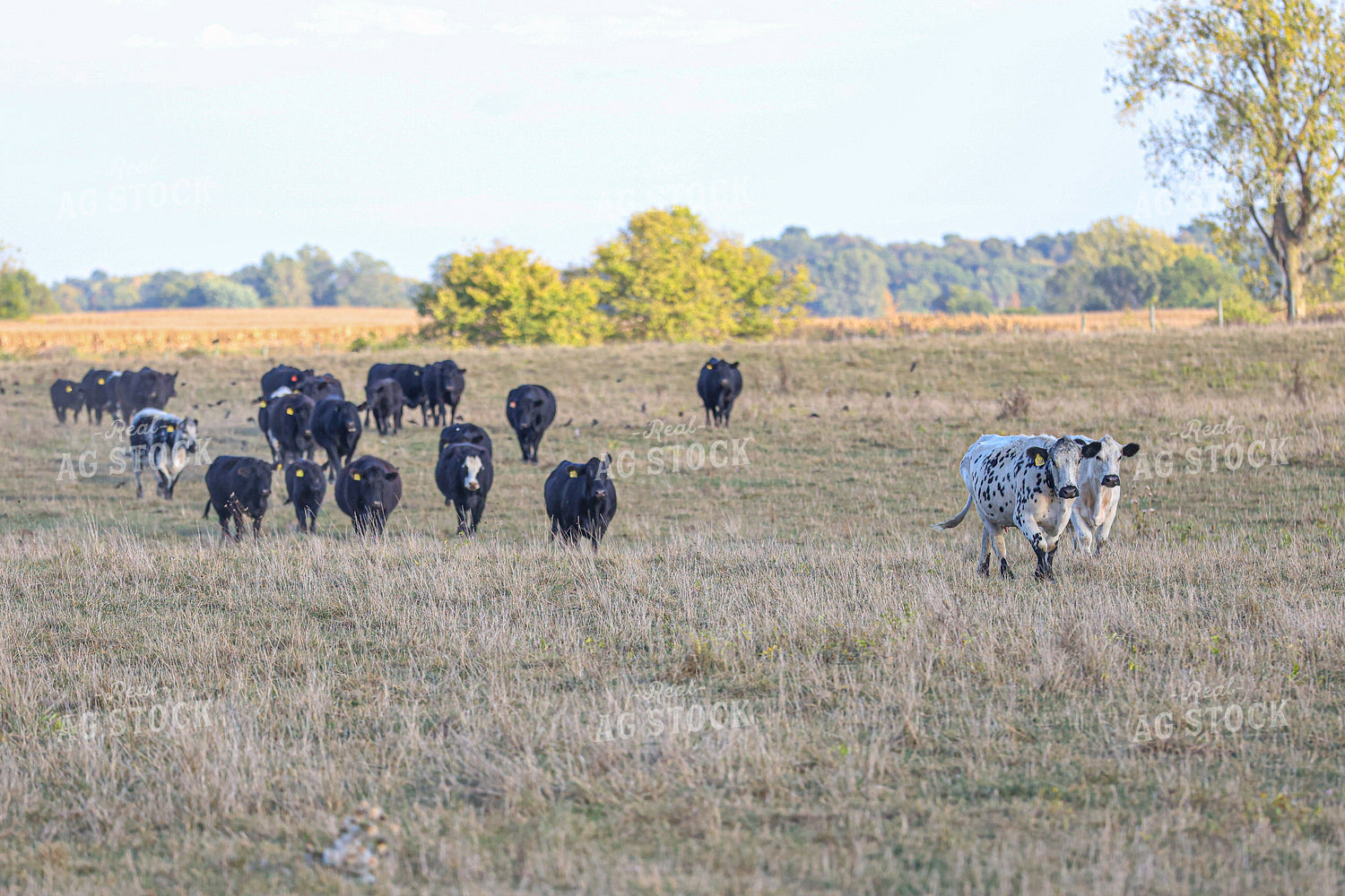 Cattle on Pasture 160432
