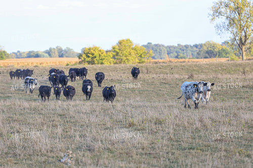 Cattle on Pasture 160432