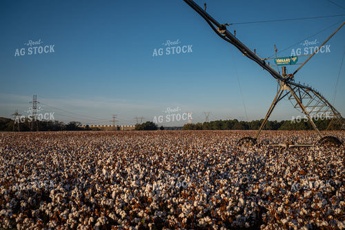 Irrigation Pivot on Cotton Field 149154