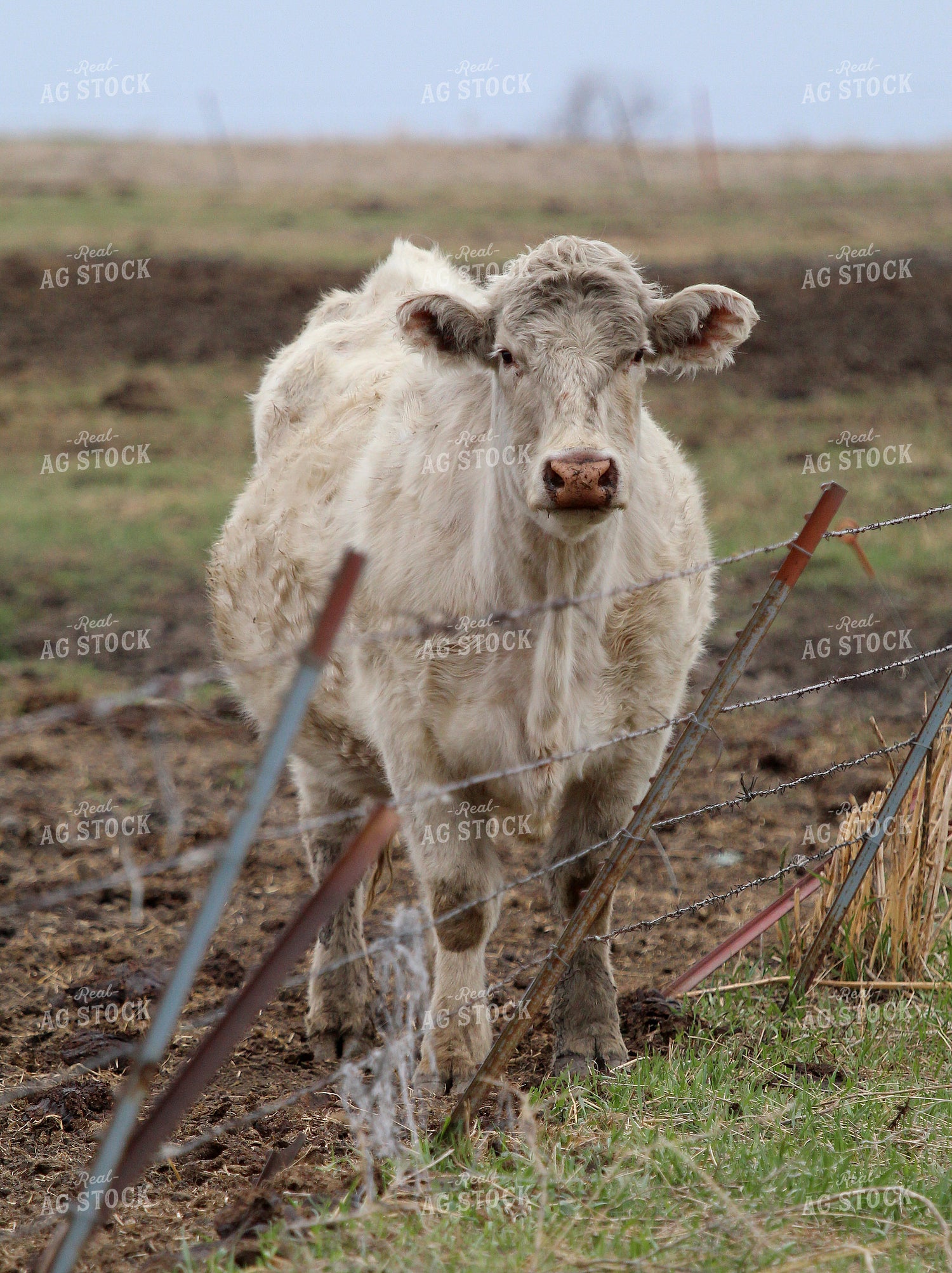 Charolais Cattle 141518