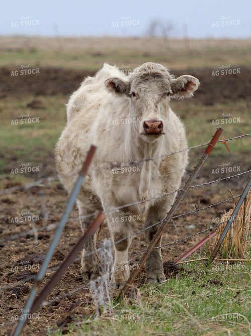 Charolais Cattle 141518